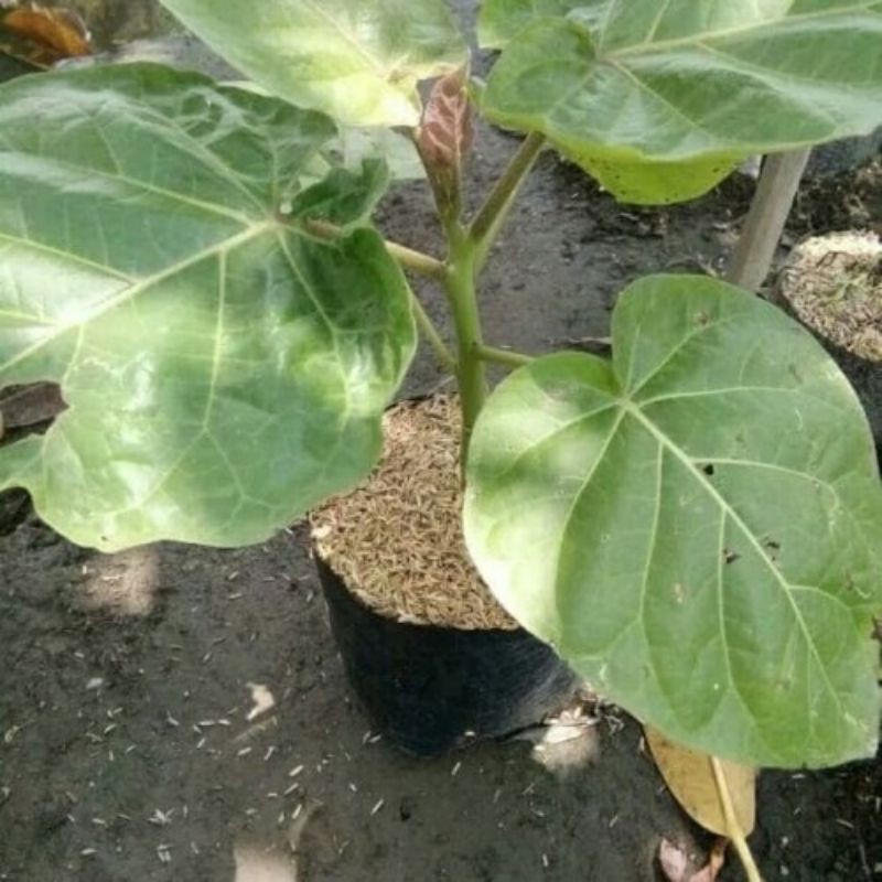 bibit buah terong belanda