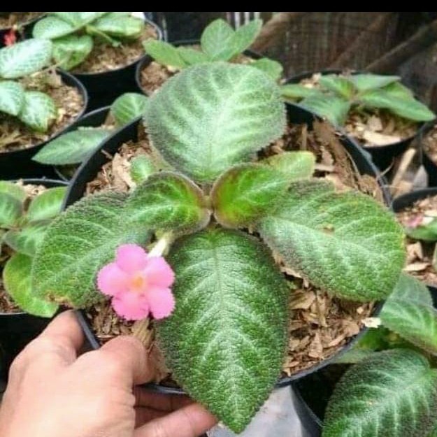 tanaman hias episcia bunga pink - episcia