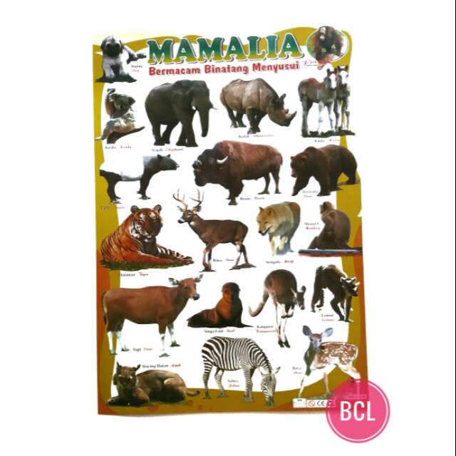 35++ Hewan mamalia adalah download