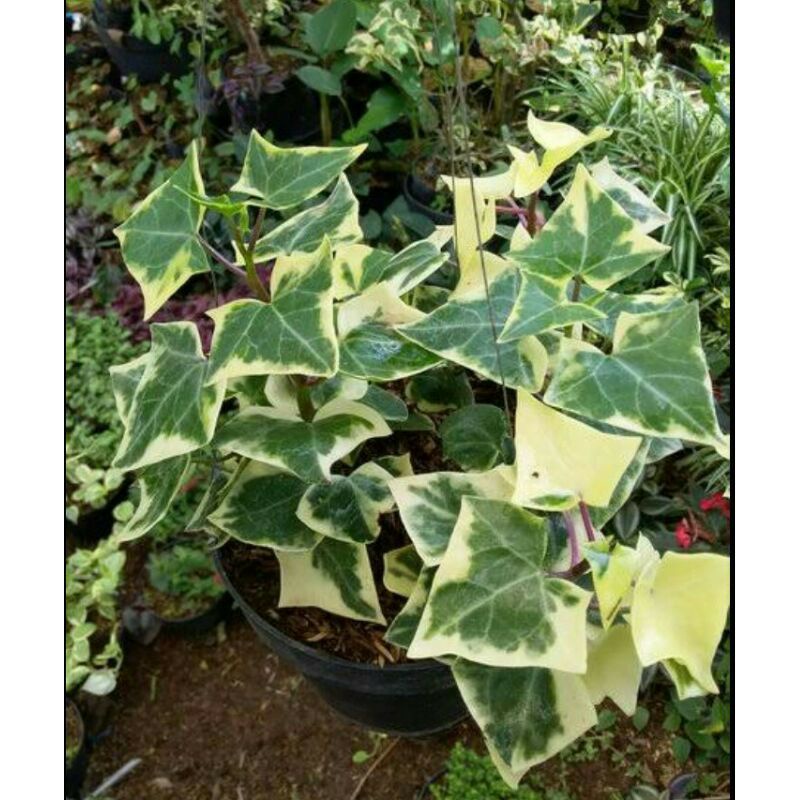 ivy varigata