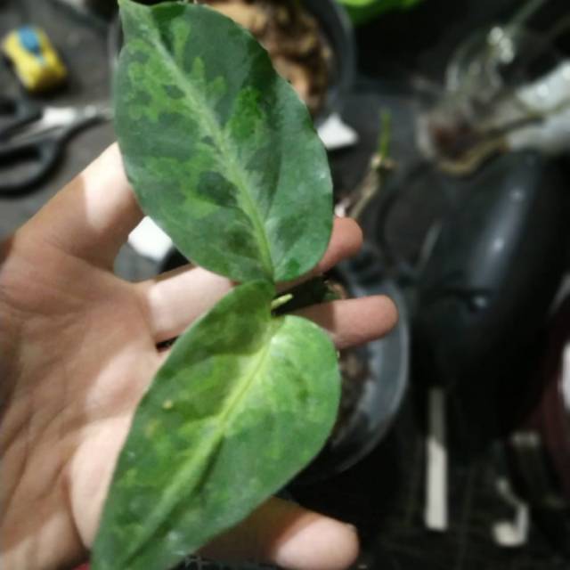 Aglonema pictum tricolor (Baby/anakan)