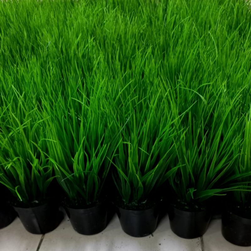 tanaman padi dan pot / daun padi palsu /rumput padi plastik / rumput padi artificial