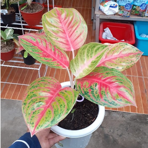GP Tanaman Hias Koleksi Aglonema ANDINI JUMBO/ Tanaman Hidup