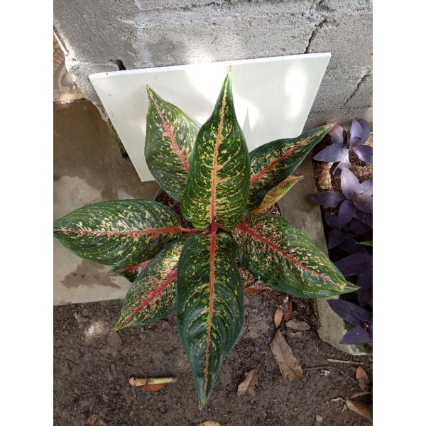 Aglonema Murah ( Aglonema Hot Lady Flaming, Aglaonema Hot Lady )
