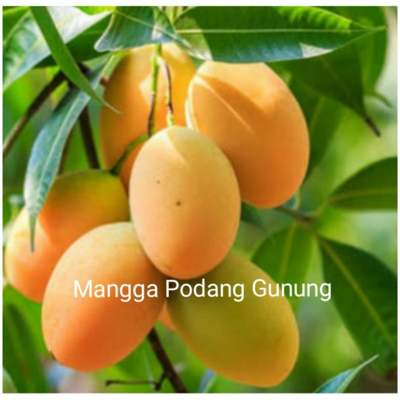 bibit buah mangga podang gunung okulasi genjah supermurah
