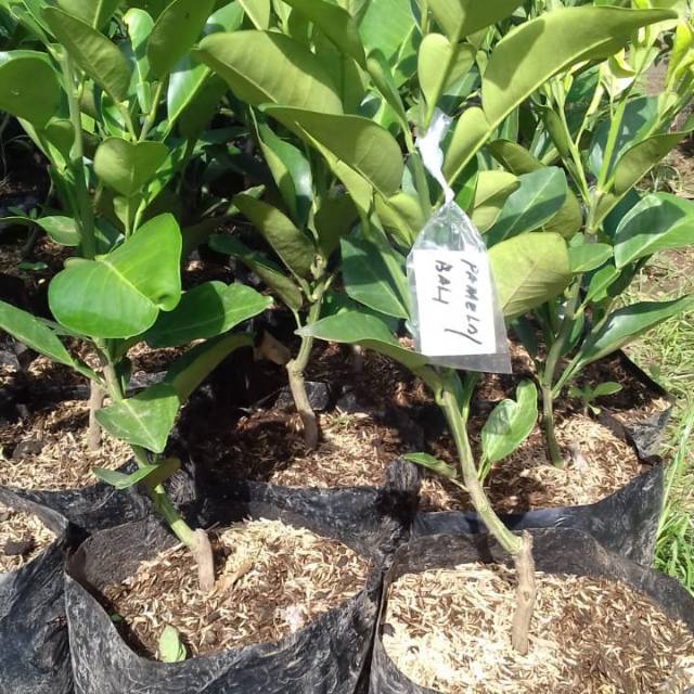 BIBIT JERUK RED PAMELO BUAH JERUK BALI PAMELO JERUK MANIS JERUK BESAR BIBIT JERUK MANIS  CEPAT BUAH