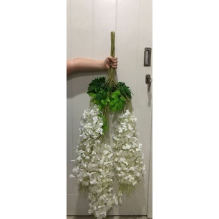 Wisteria putih panjang