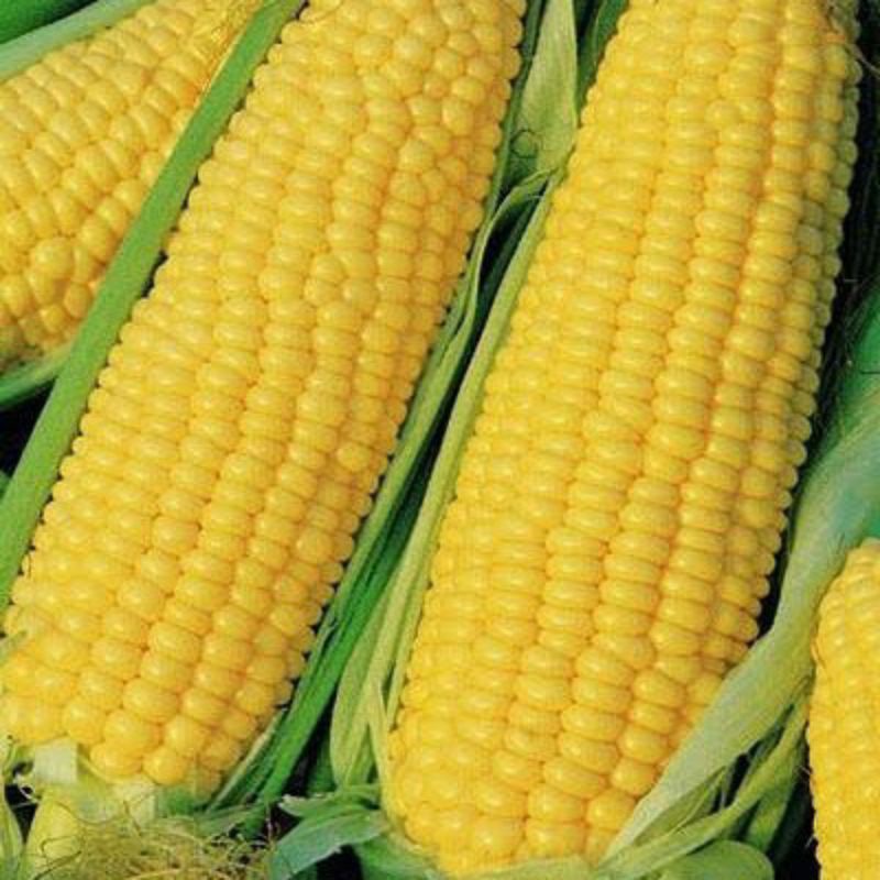

JAGUNG MANIS MADU/KACANG PANJANG/BUNCIS