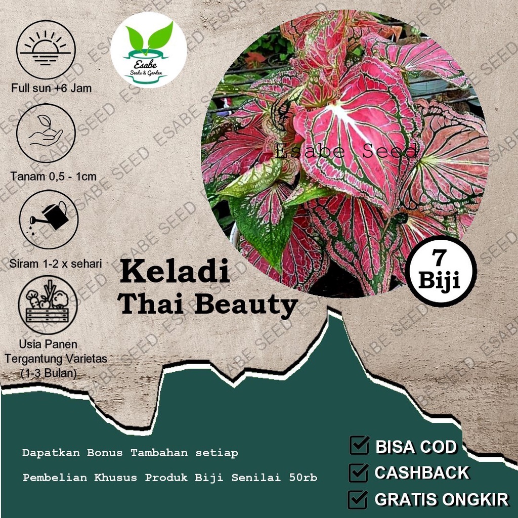 Benih Biji Caladium Thai Beauty Keladi