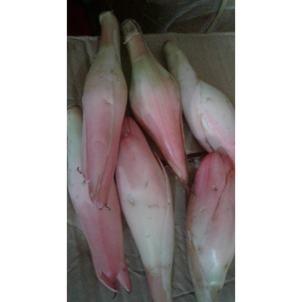 

|Ready| Kincung /Kecombrang 500 Gr