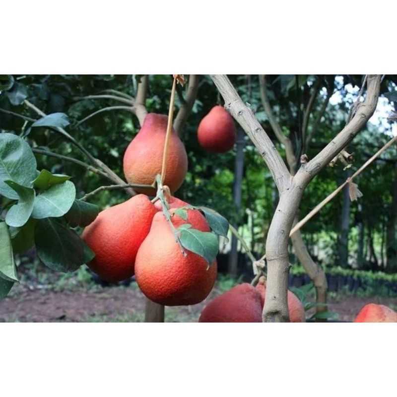 jeruk red pamelo bibit jeruk red pamelo unggul