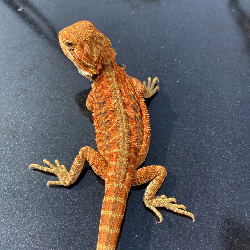 Bearded Dragon Super Red Hypo Leatherback Male