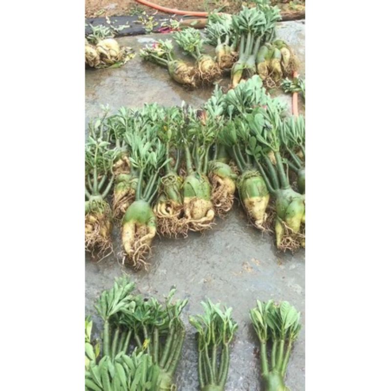 NEW!!! PROMO!!! TANAMAN HIAS ADENIUM KAMBOJA JEPANG BUNGA TUMPUK