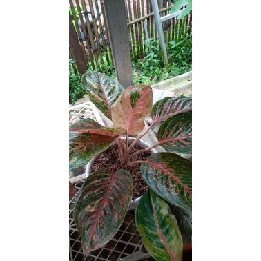 aglonema striptis murah meriah.