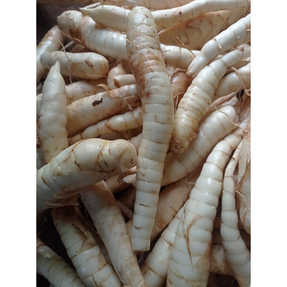 

Umbi garut segar alami - umbi garut fresh 1kg
