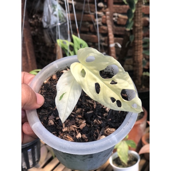 acuminata variegata asli bukan obatan