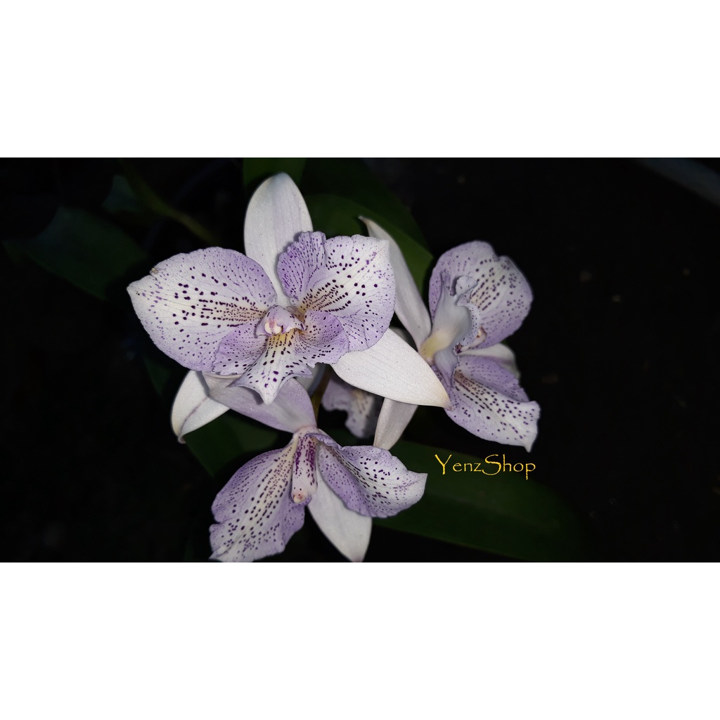 Cattleya Chantily Lace