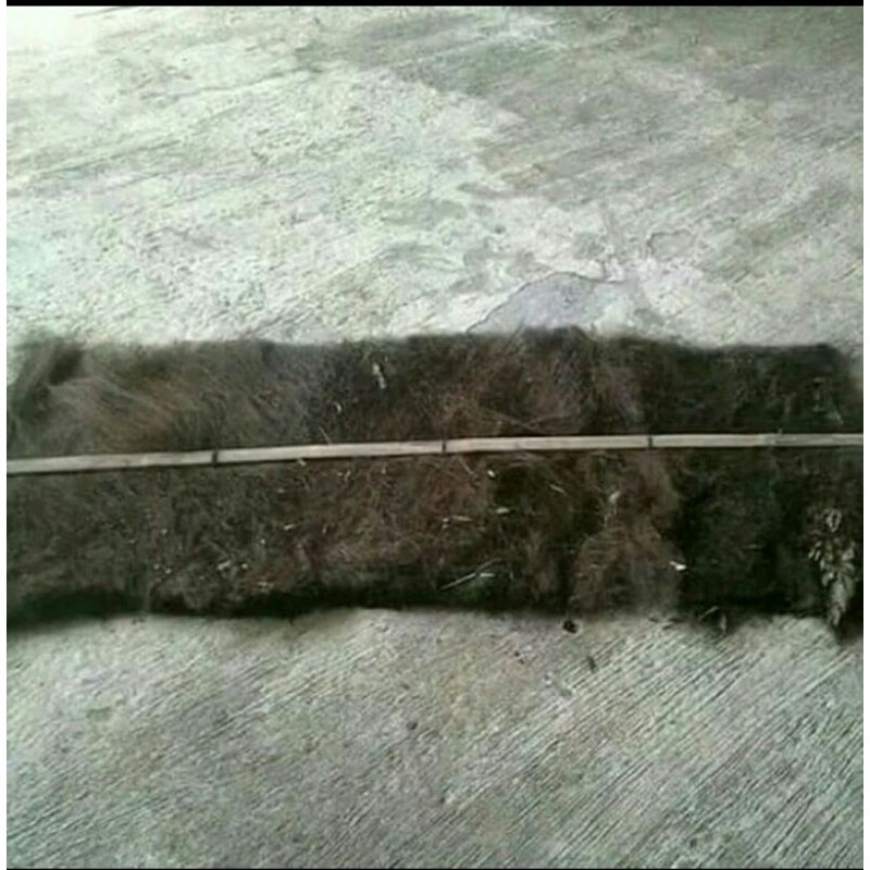 Ijuk media ikan bertelor/Kakaban ijuk