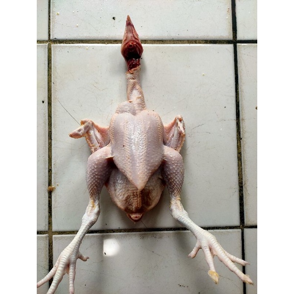 

Ayam boiler fresh