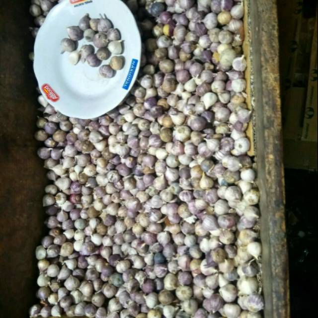 

Bawang putih tunggal