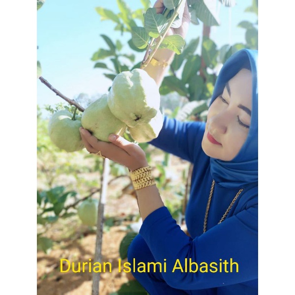 

Jambu kristal ISLAMI kelas premium (ORGANIK) SUPER BESAR. 1kg COD