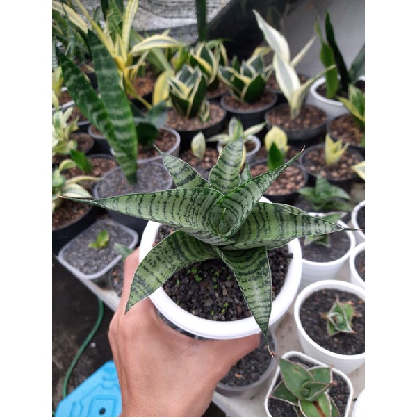 Sansivera Hybrid, Sansivera Hybrid Sweet Celery