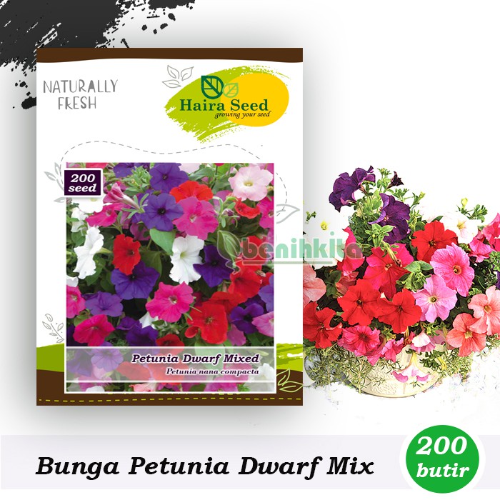 Benih-Bibit Bunga Petunia Dwarf Mix (Haira Seed)