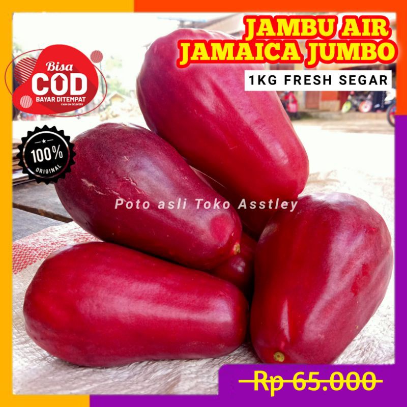 

Buah Jambu Air Jamaika Segar 1Kg