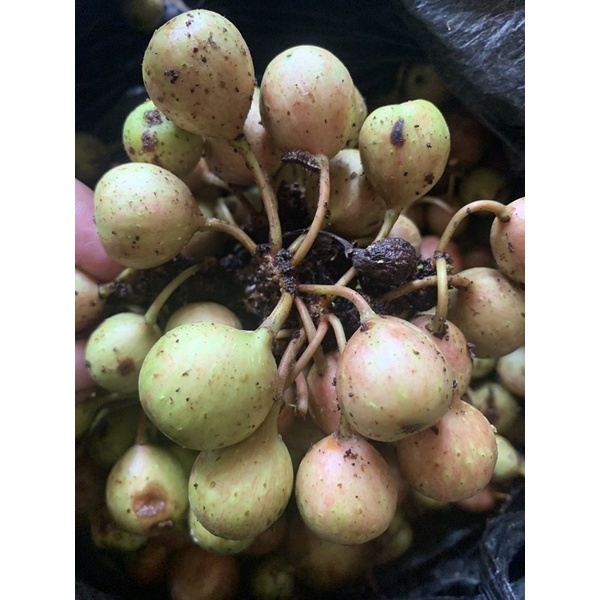 

buah kondang atau gondang 1 kg