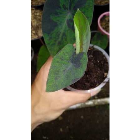 Colocasia Black Marble