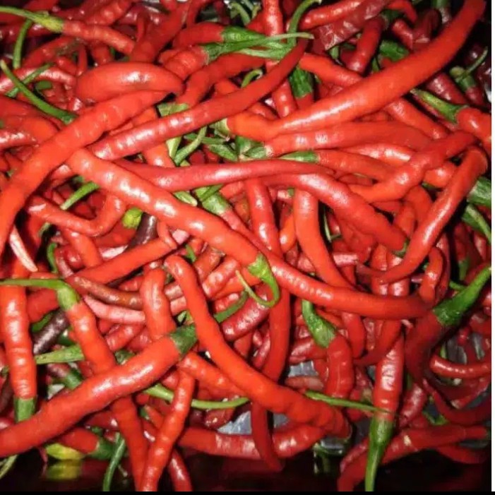 

Cabe merah 250gram