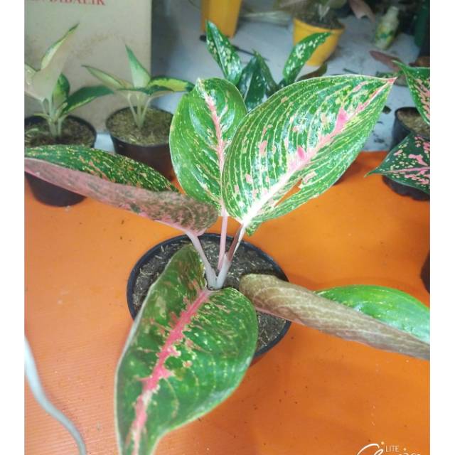 Syila Aglaonema Adelia