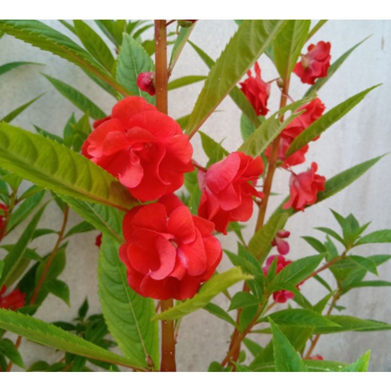 10 biji benih bunga pacar air tumpuk merah