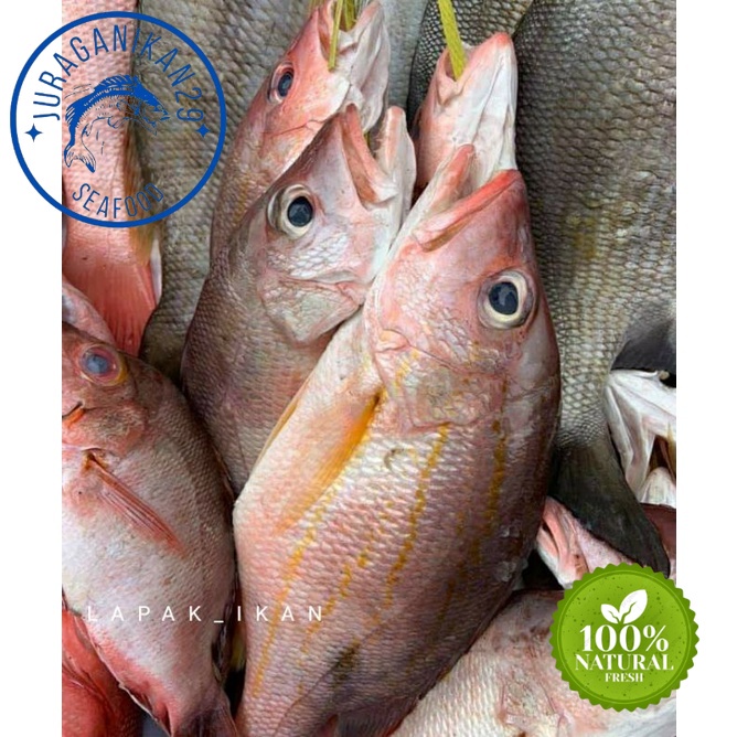 Jual Ikan Kakap Tanda Tompel Segar 1~kilogram Shopee Indonesia