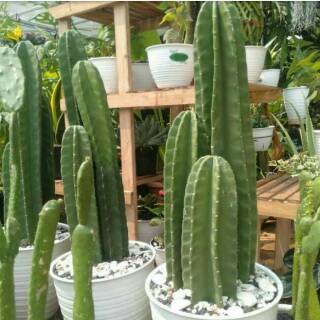  Pohon kaktus  koboy kaktus  belimbing Shopee Indonesia