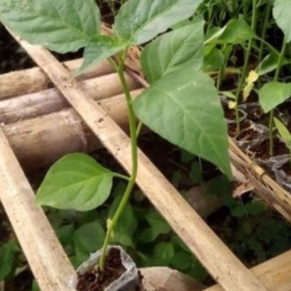 DIARY PETANI - Bibit Cabe Merah Keriting Siap Tanam