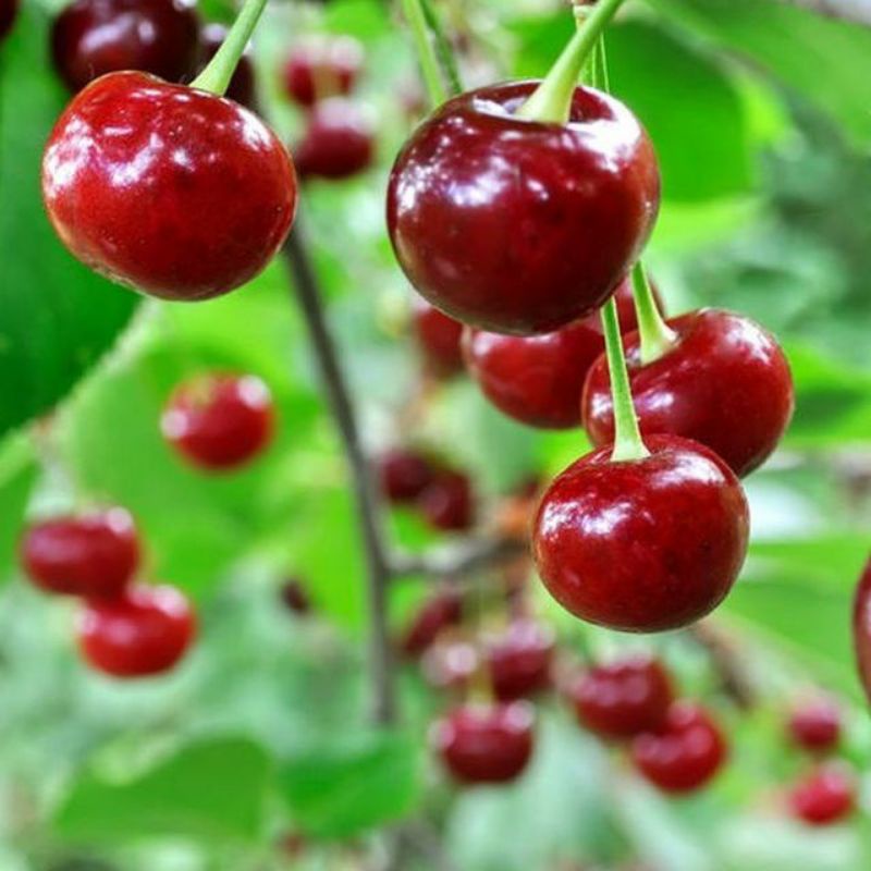 Pupuk Organik Booster Pelebat Cherry Serbuk Terbaik Ampuh Agar Cepat Berbuah Lebat,Pupuk Organik Perangsang Buah Cherry Agar Cepat Berbuah,Pupuk Organik Cherry Mampu Atasi Rontok