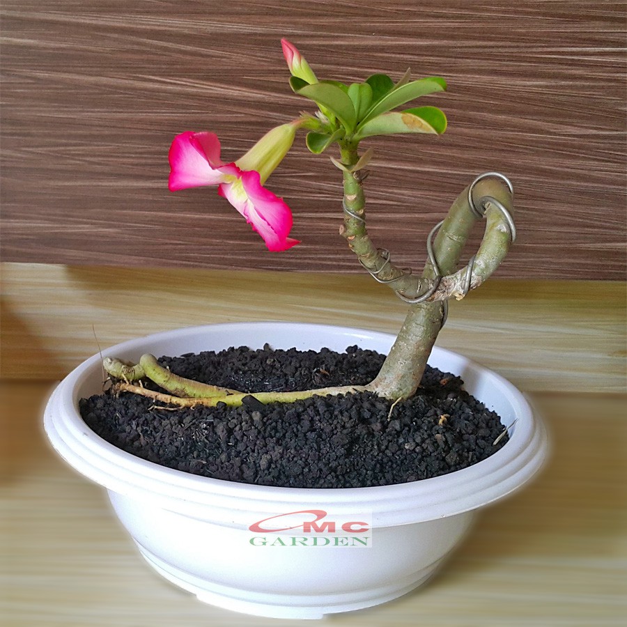 Tanaman Hias Bonsai Adenium Arabicum Obesum Kamboja Jepang B-KJ-016