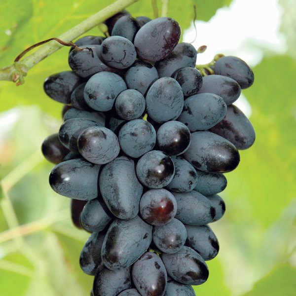 

ANGGUR JOY SEEDLESS