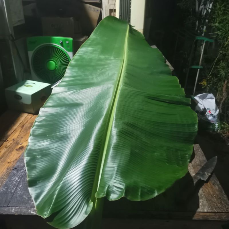 

Daun Pisang Fresh