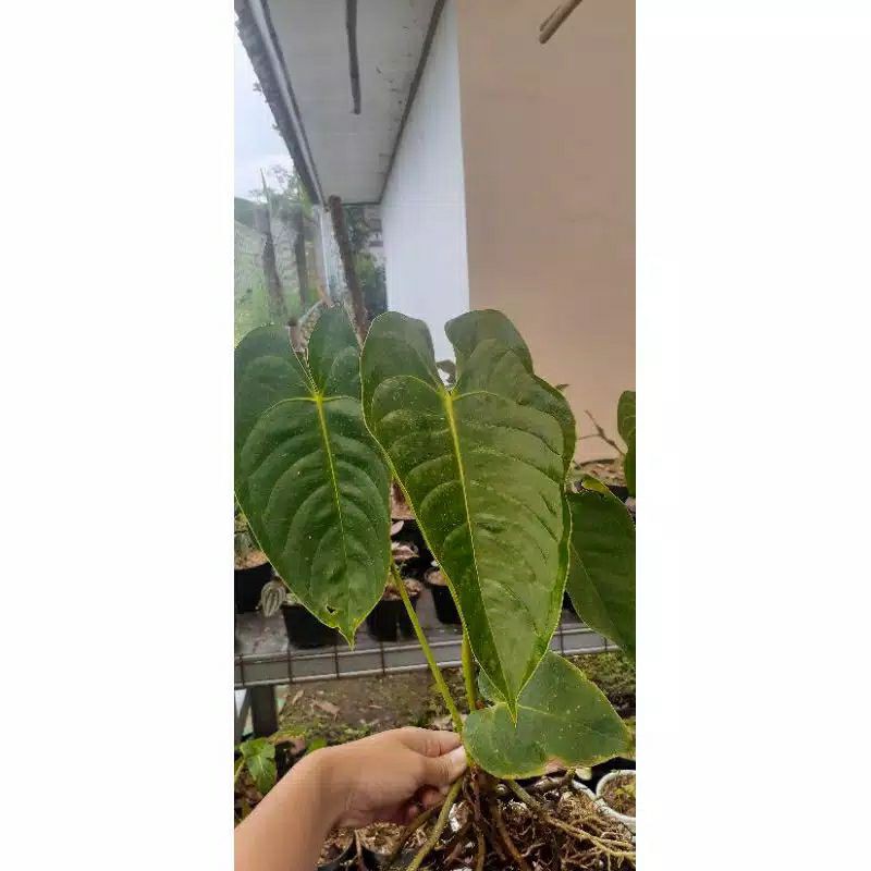 bonggol anthurium  Veitchii Hybrid+bonus