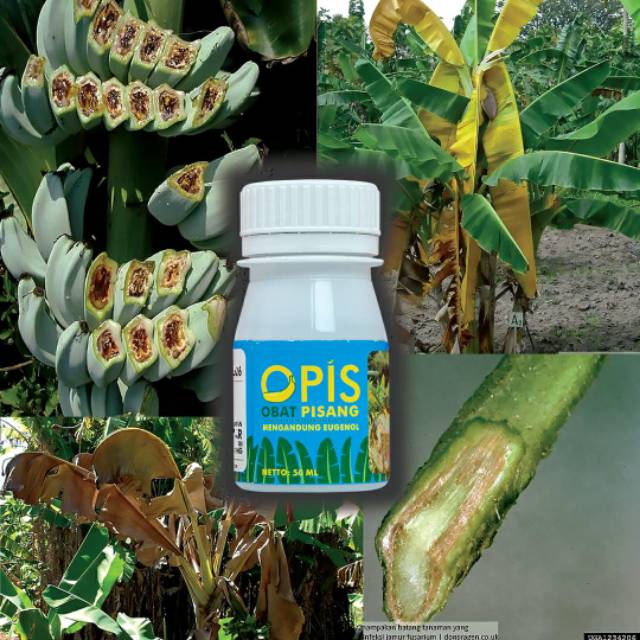 Opis Obat Pisang Shopee Indonesia