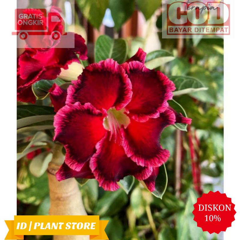 Bibit bunga kamboja adenium baronesa-kamboja jepang obesum-benih bunga-tanaman hidup
