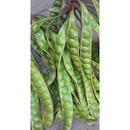 

PETE SUPER DAN FRESH 20Papan/Lonjor