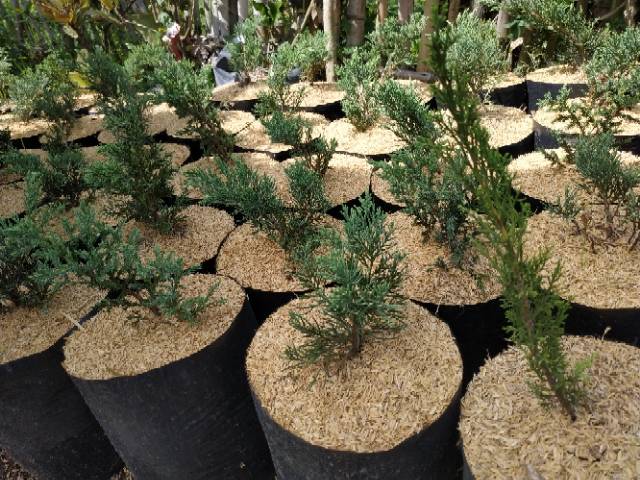 Cemara Sinensis Bahan Bonsai