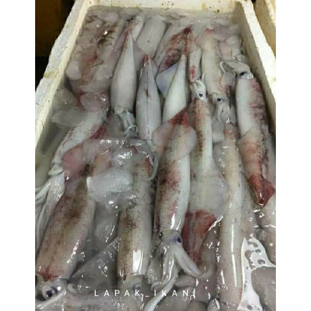 

Cumi Bangka Cumi Jumbo 1Kg Seafood Segar Dan BERGARANSI