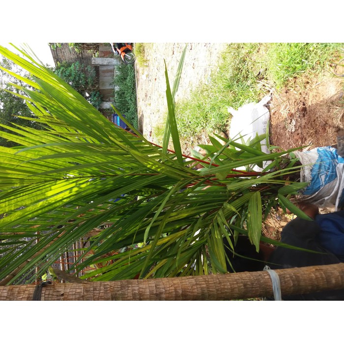 Pohon palem merah pohon palem tanaman hias palem merah, pohon palm