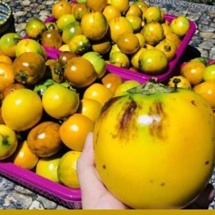 

(N-ANT) (♡) TERONG ASAM 1Kg (berkualitas)
