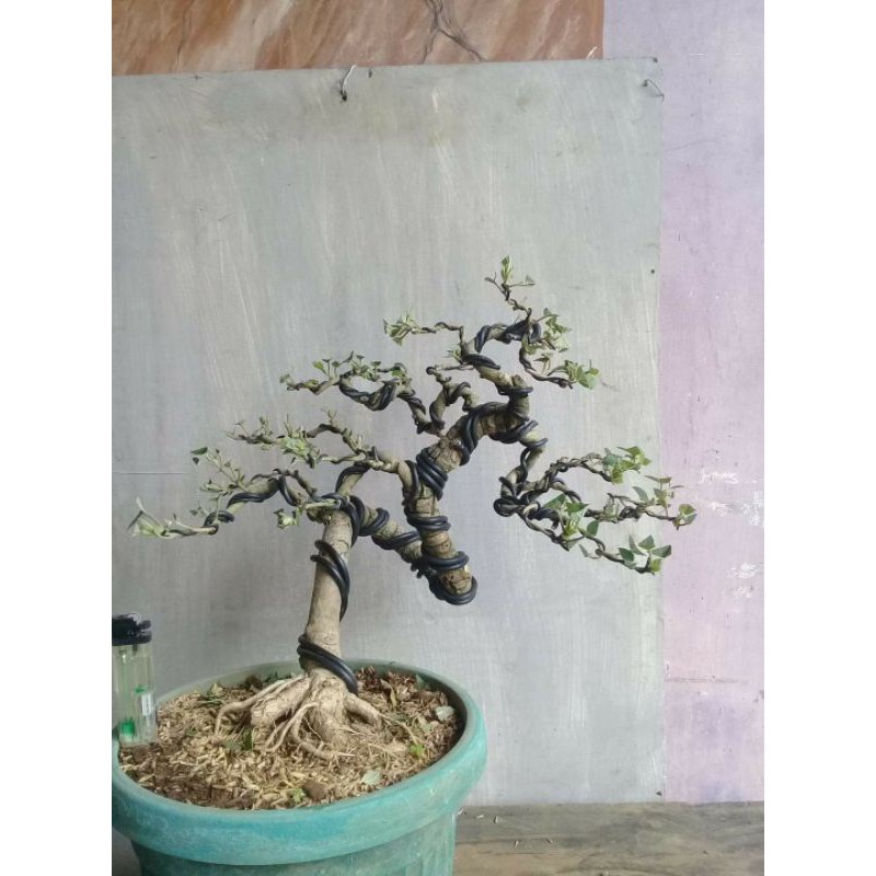 bonsai mame ulmus micro