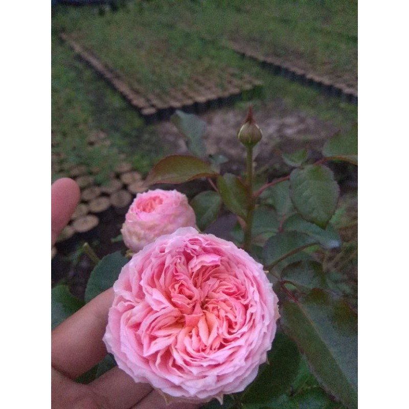 Mawar import charming piano